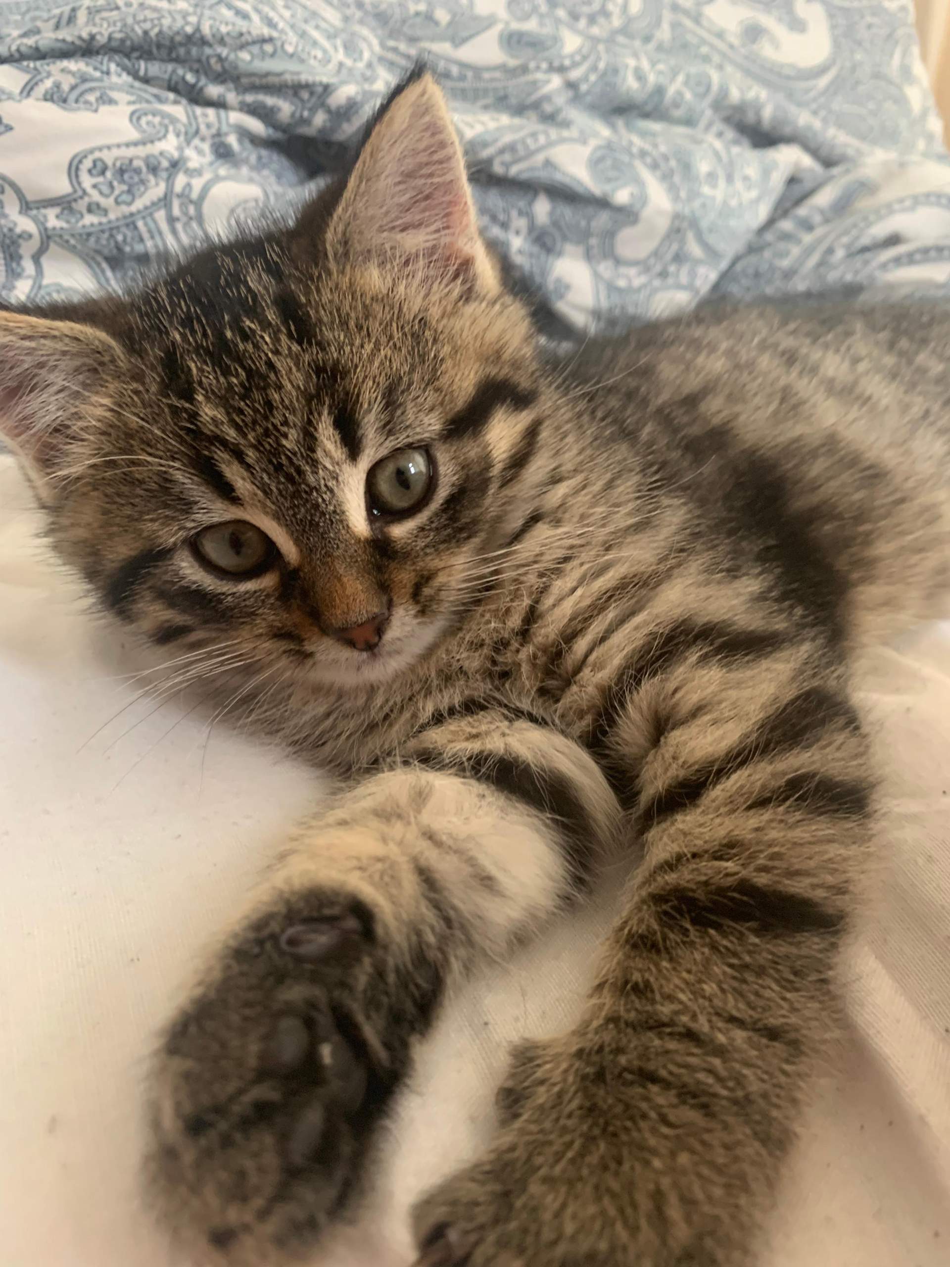 Teso Welche Rasse Für Welche Klasse Welche Rasse ist sie? (Tierhaltung, Hauskatze, Katzenrasse)