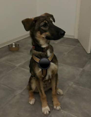 Welche Rasse ist unser Hund? (Gesundheit, Hundehaltung, Hunderasse)