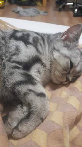 Welche Rasse Katze Bkh Akh Oder Ekh Katzen Kitten