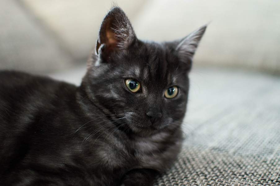 Welche Rasse könnte könnte meine süße Katze sein?