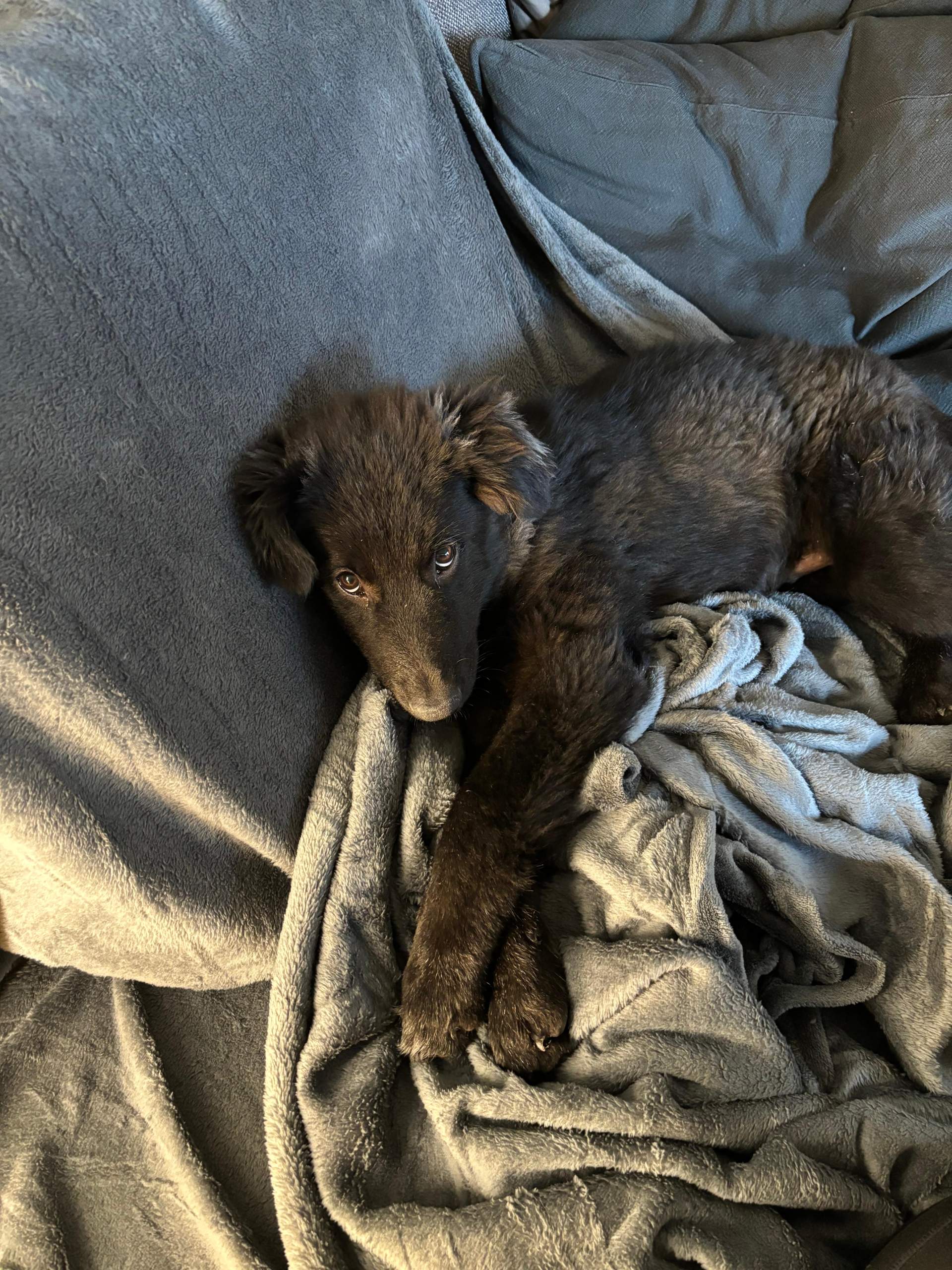 Welche Rasse könnte mein Hund sein? (Tierarzt, Tierschutz, Hundeerziehung)
