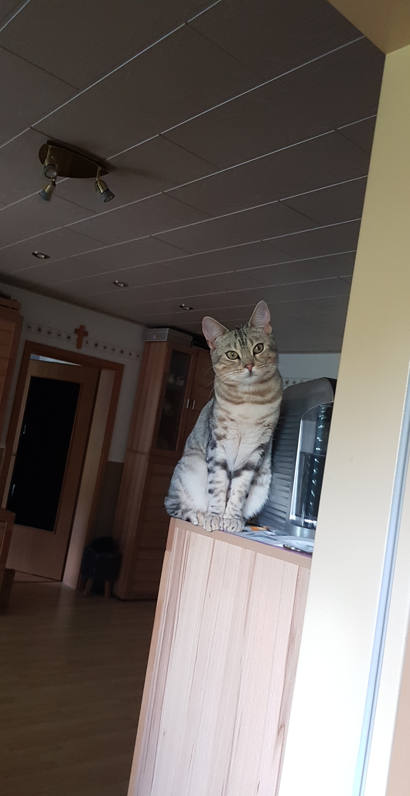 Welche Rasse Passt Am Besten Zu Einem Bengal Kater Tiere