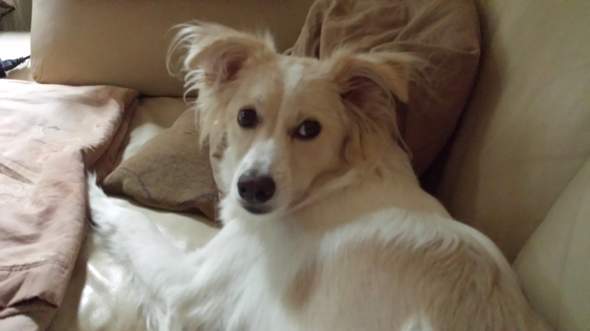 Holly - (Tiere, Hund)
