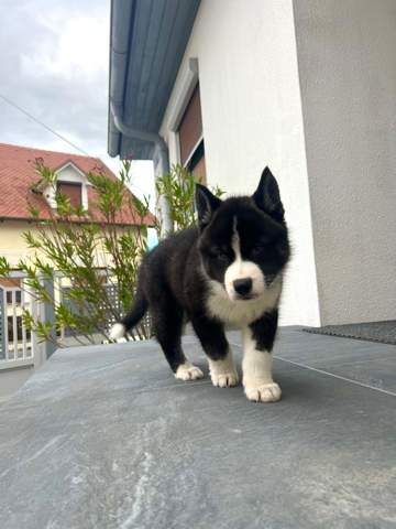 Bild zum Beitrag