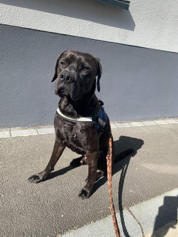 - (Tiere, Hund, Haustiere)
