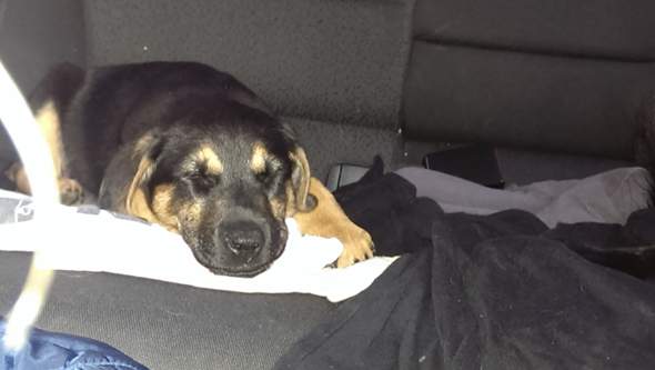 mein hund - (Hund, Rasse, Mischling)