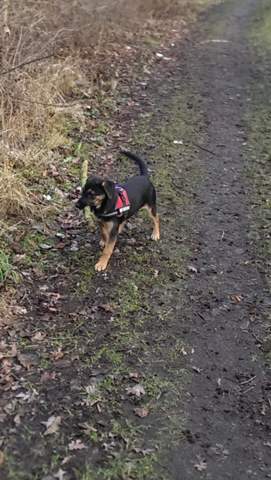 hundi - (Hund, Rasse, Mischling)