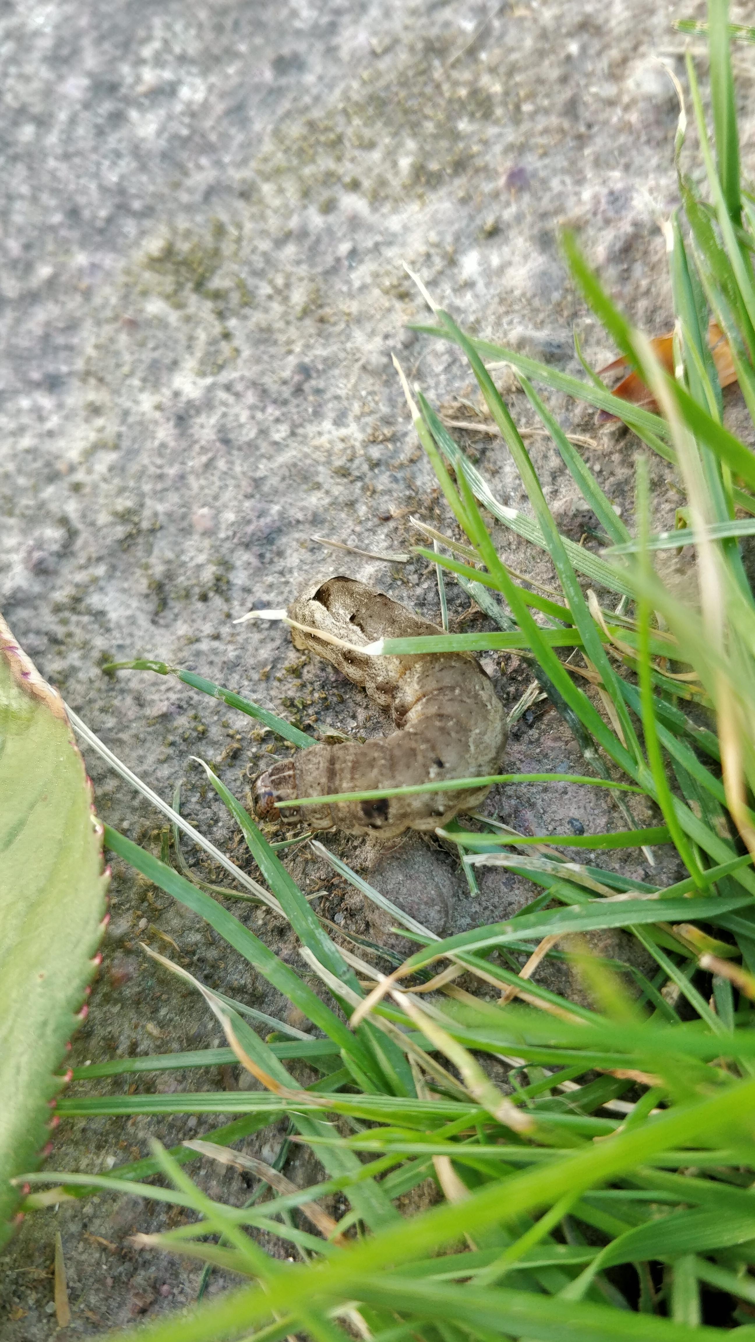 Welche Raupe ist das in meinem Garten? (Insekten)