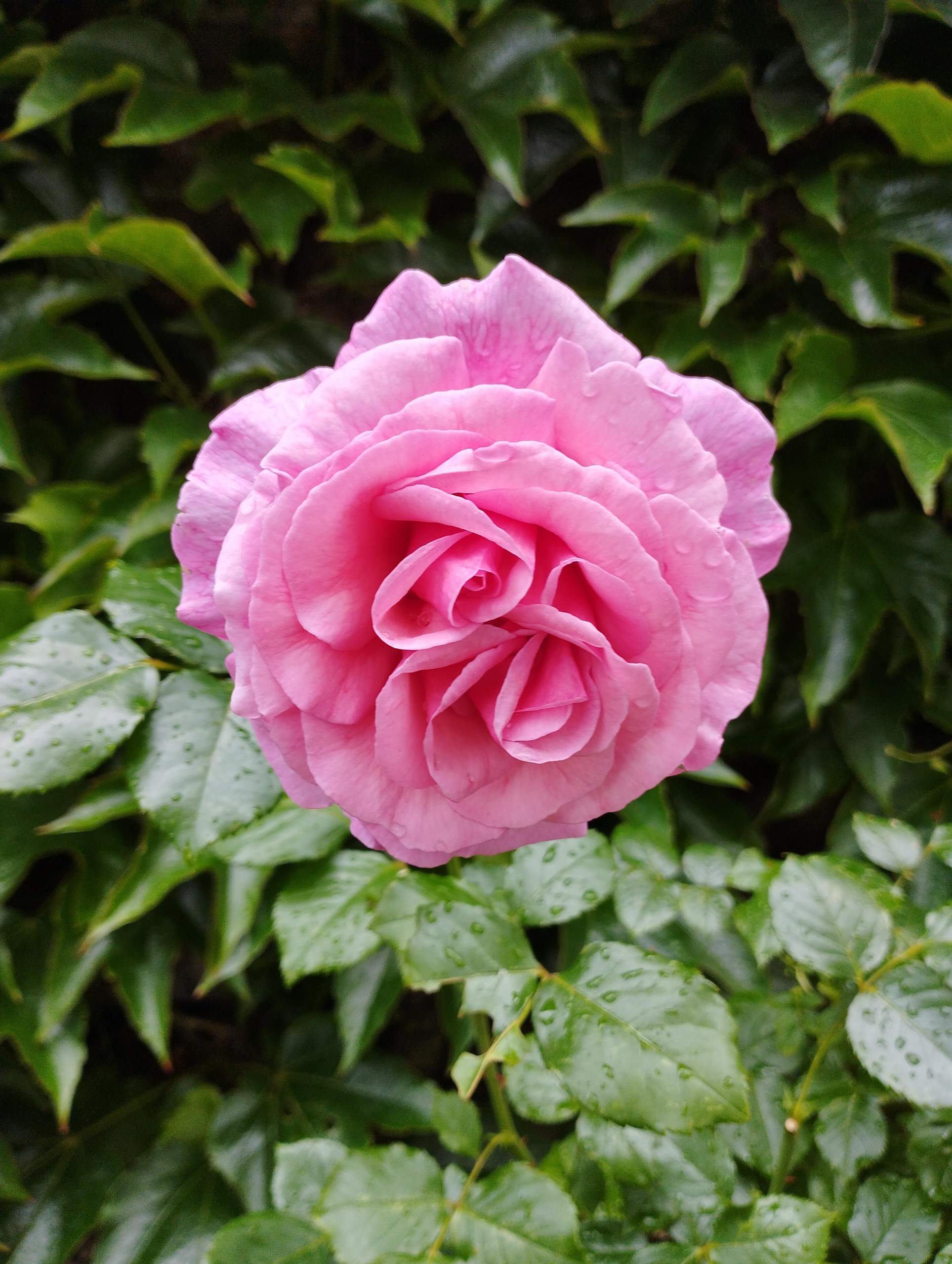 Welche Rose blüht hier? (Pflanzen, Garten, Blumen)