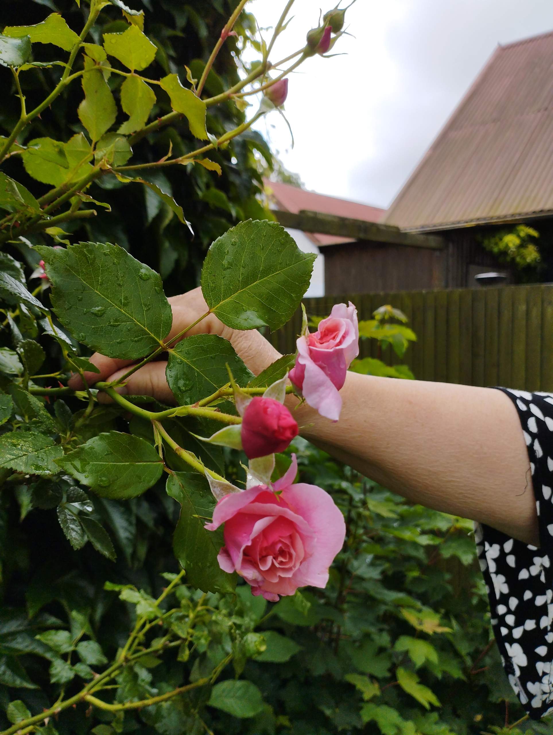 Welche Rose blüht hier? (Pflanzen, Garten, Blumen)