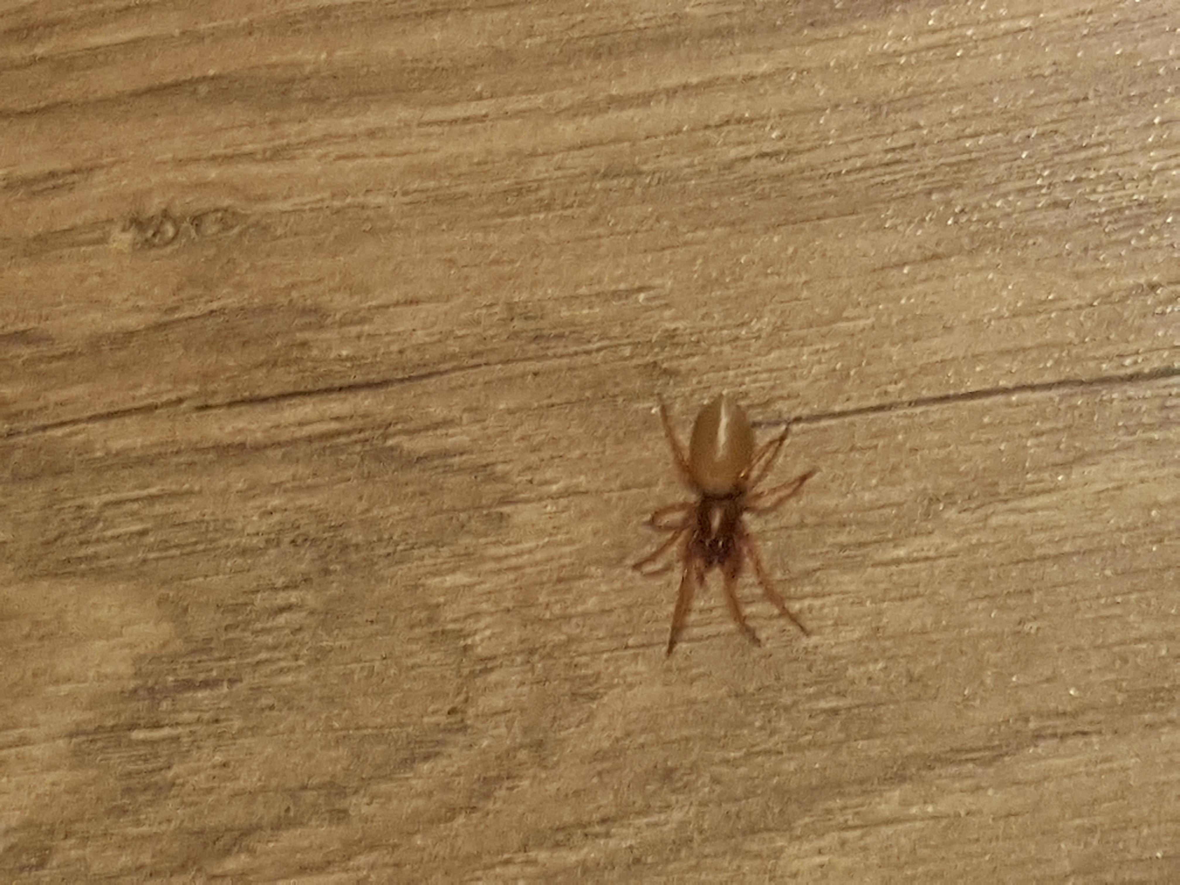 Welche Rote Spinne Konnte Das Sein Tiere Spinnen Zoologie