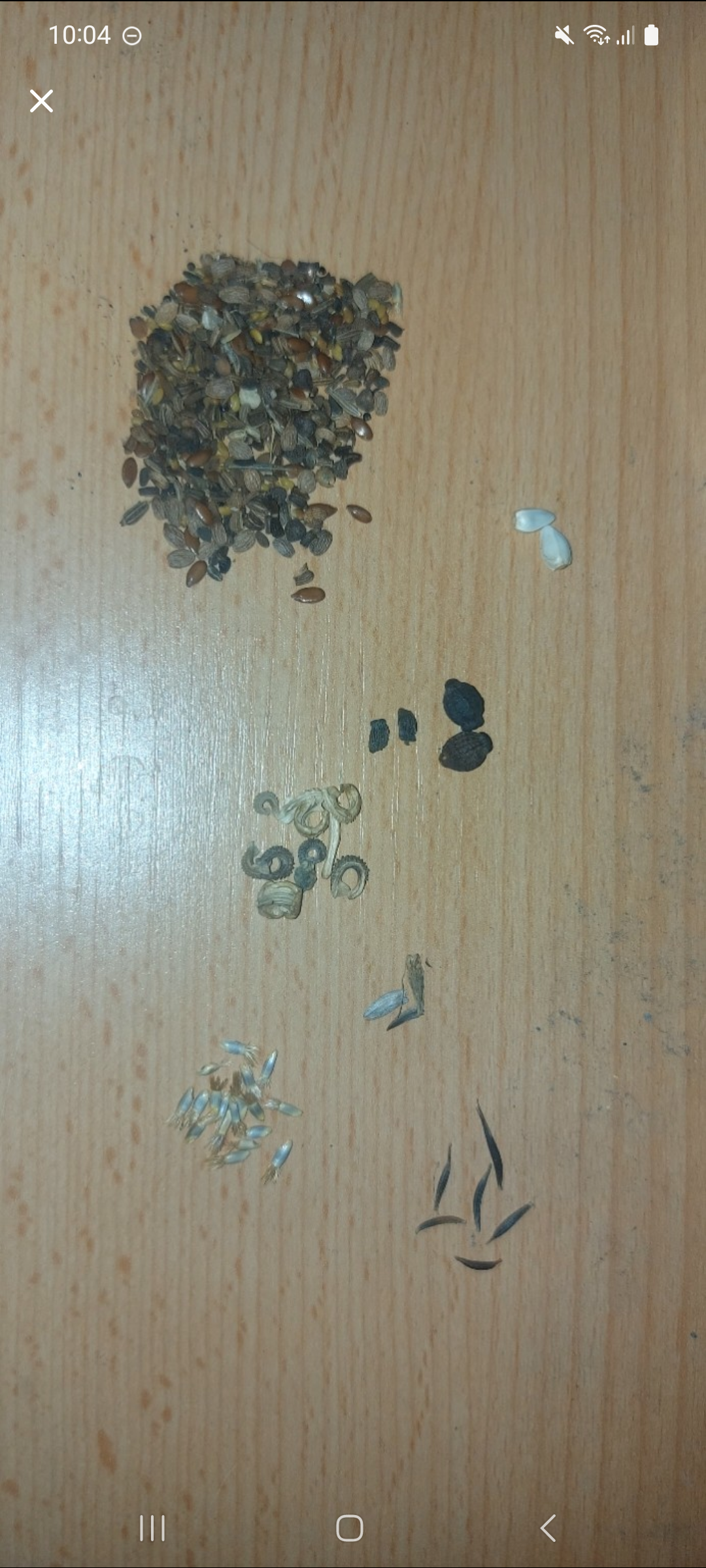 Welche Samen erkennt ihr da? (Pflanzen, Garten, Blumen)