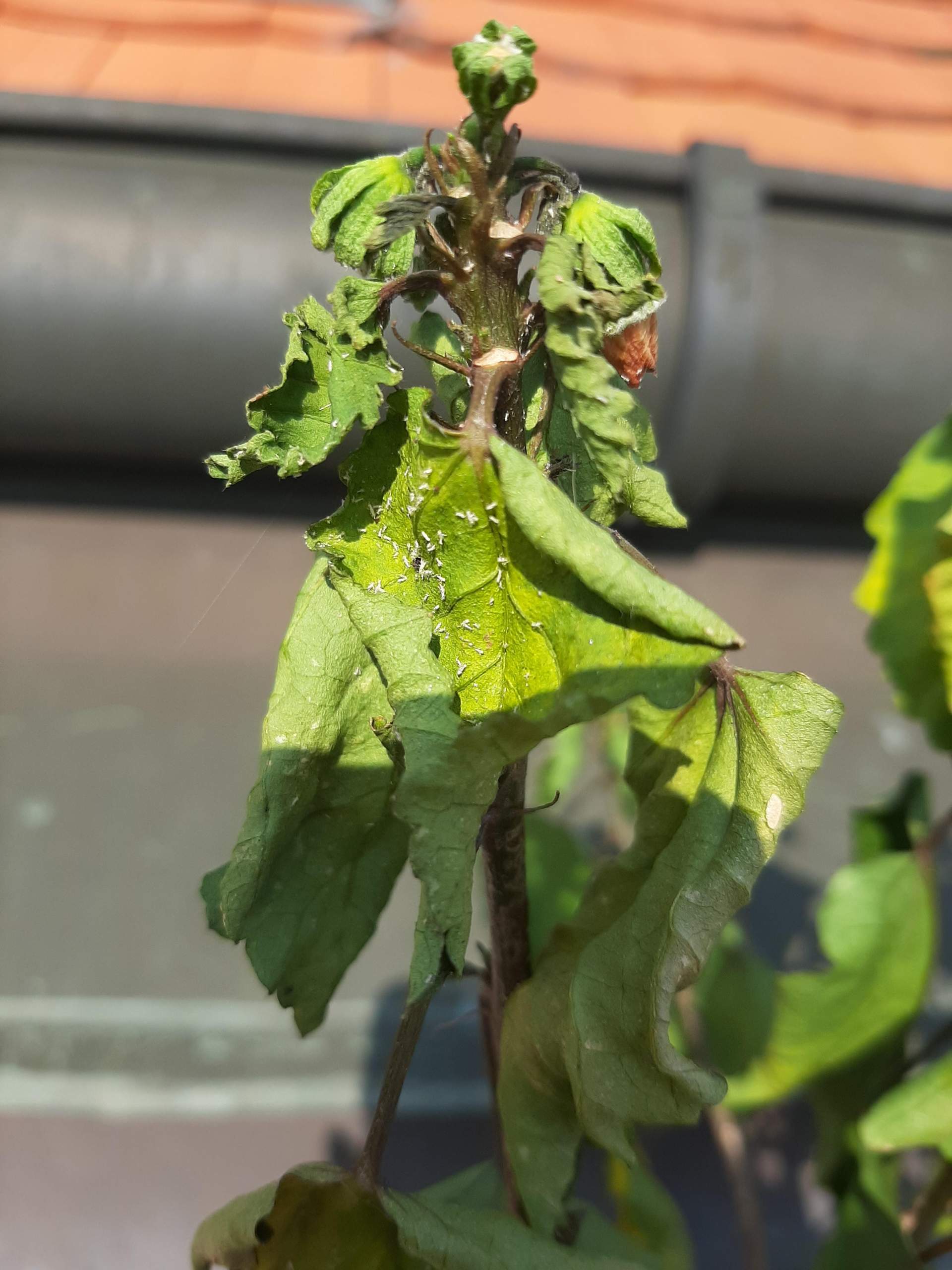 Welche Schädlige zerstören meinen Hibiskus? (Pflanzen, Garten