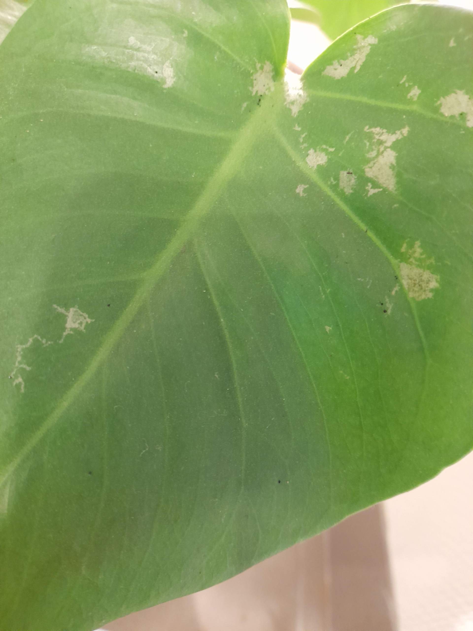 Welche Schdlinge haben meine Pflanzen (Monstera) und wie lassen sich diese  bekmpfen? (Wasser, Flecken, Erde)