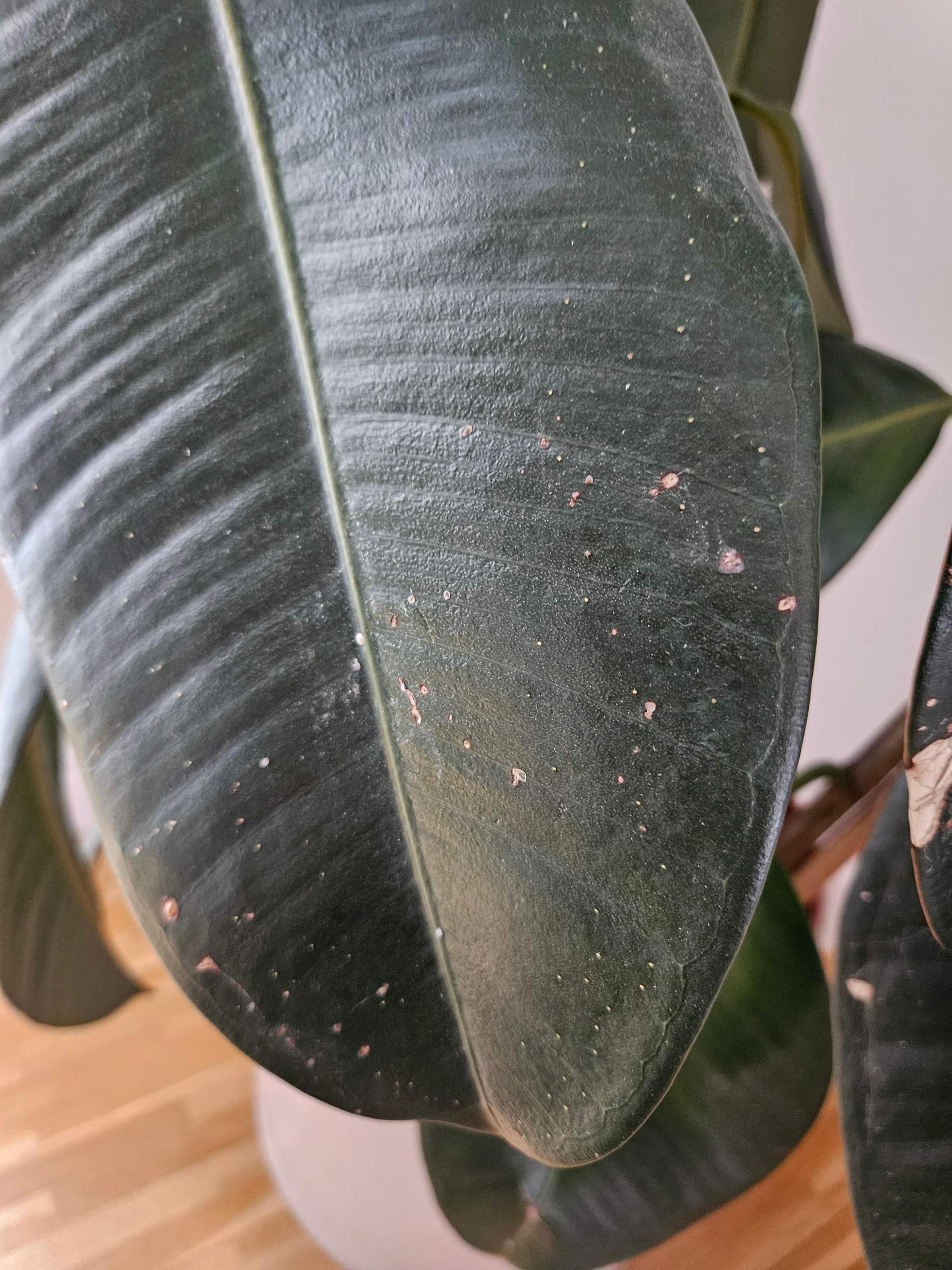 Gummibaum Schwarze Punkte