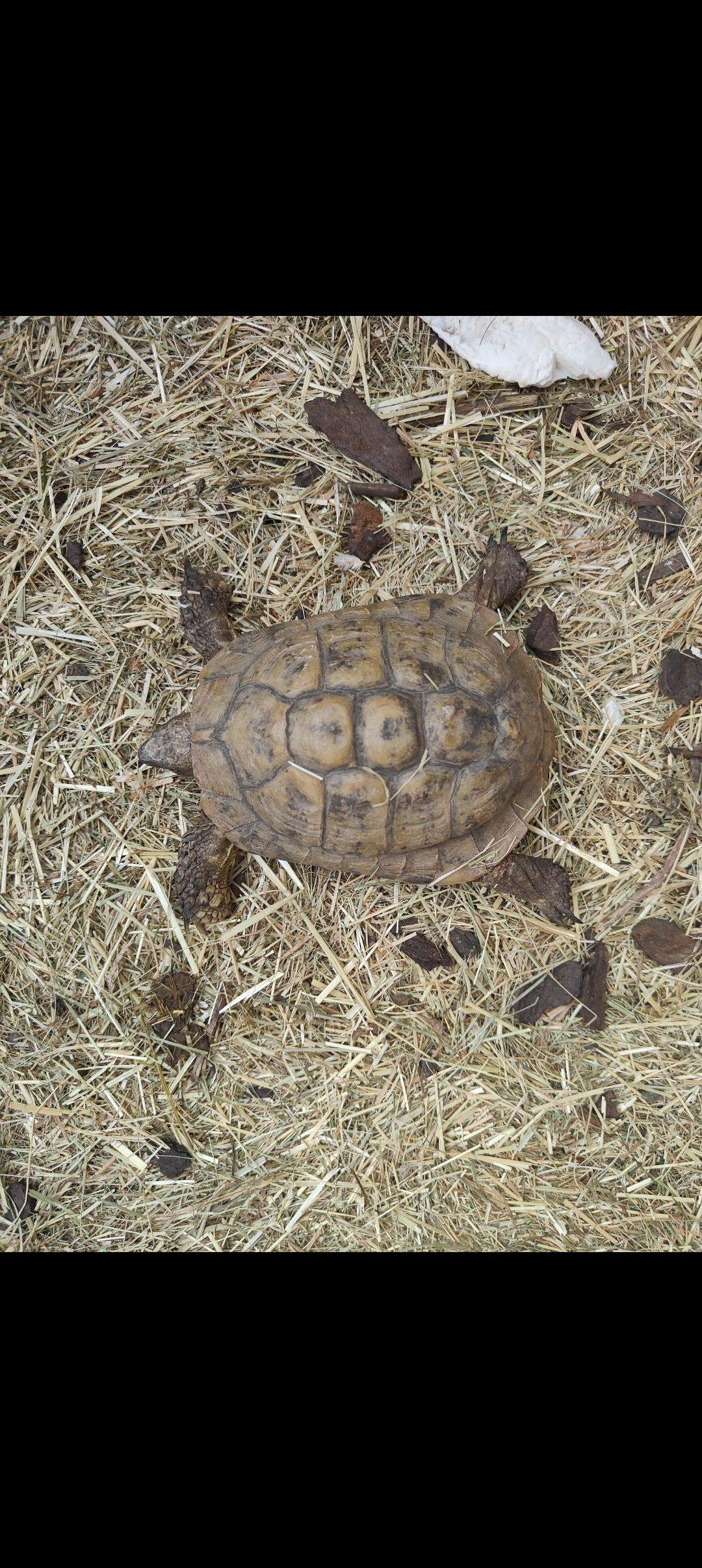 Generisch Große Reptilien Wasserschale, Schildkröten Wasserschale, Reptilien-Futternapf It