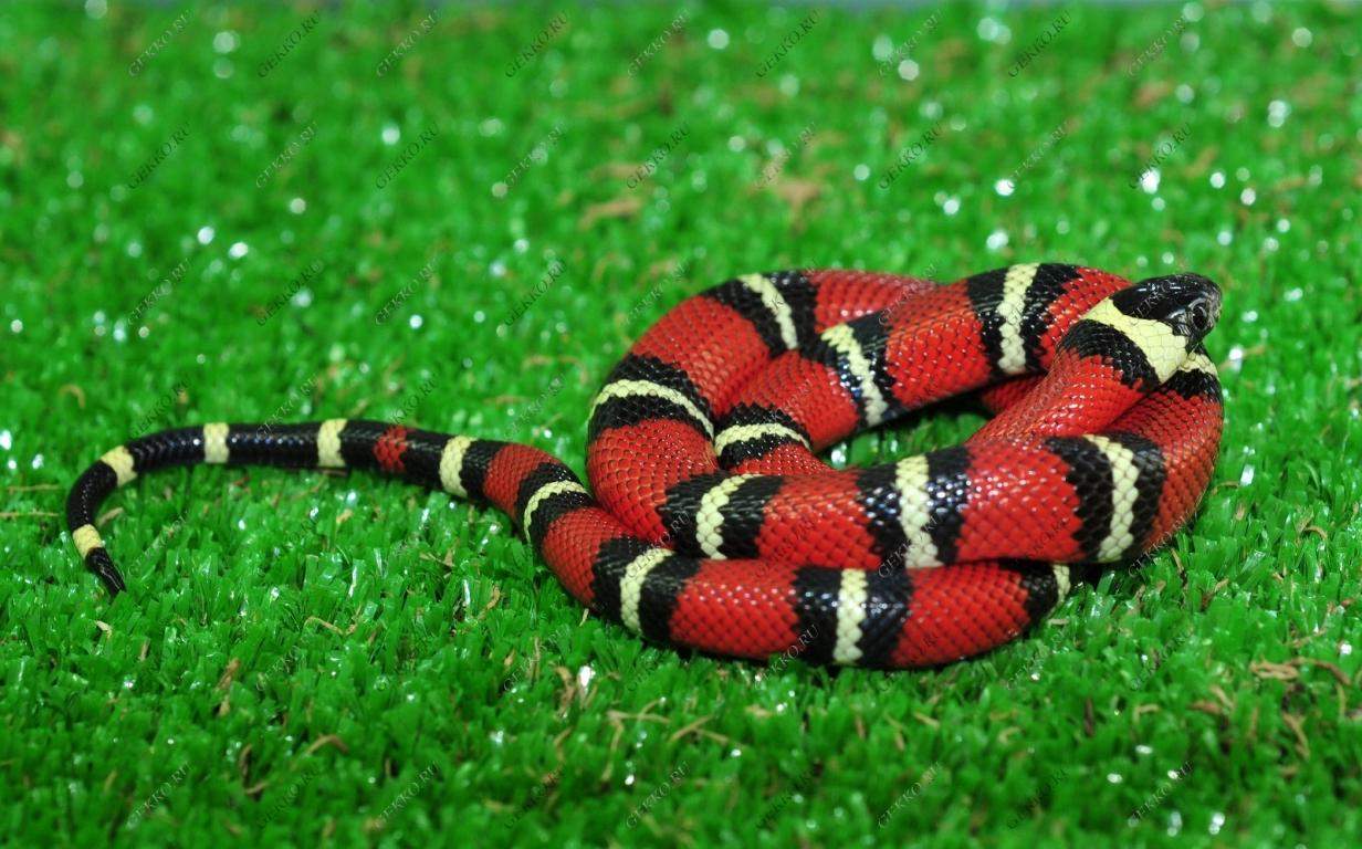 Welche Schlange ist giftig? (Python, Gift, Reptilien)