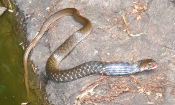 Schlangenart 1 - (Tiere, Biologie, Reptilien)