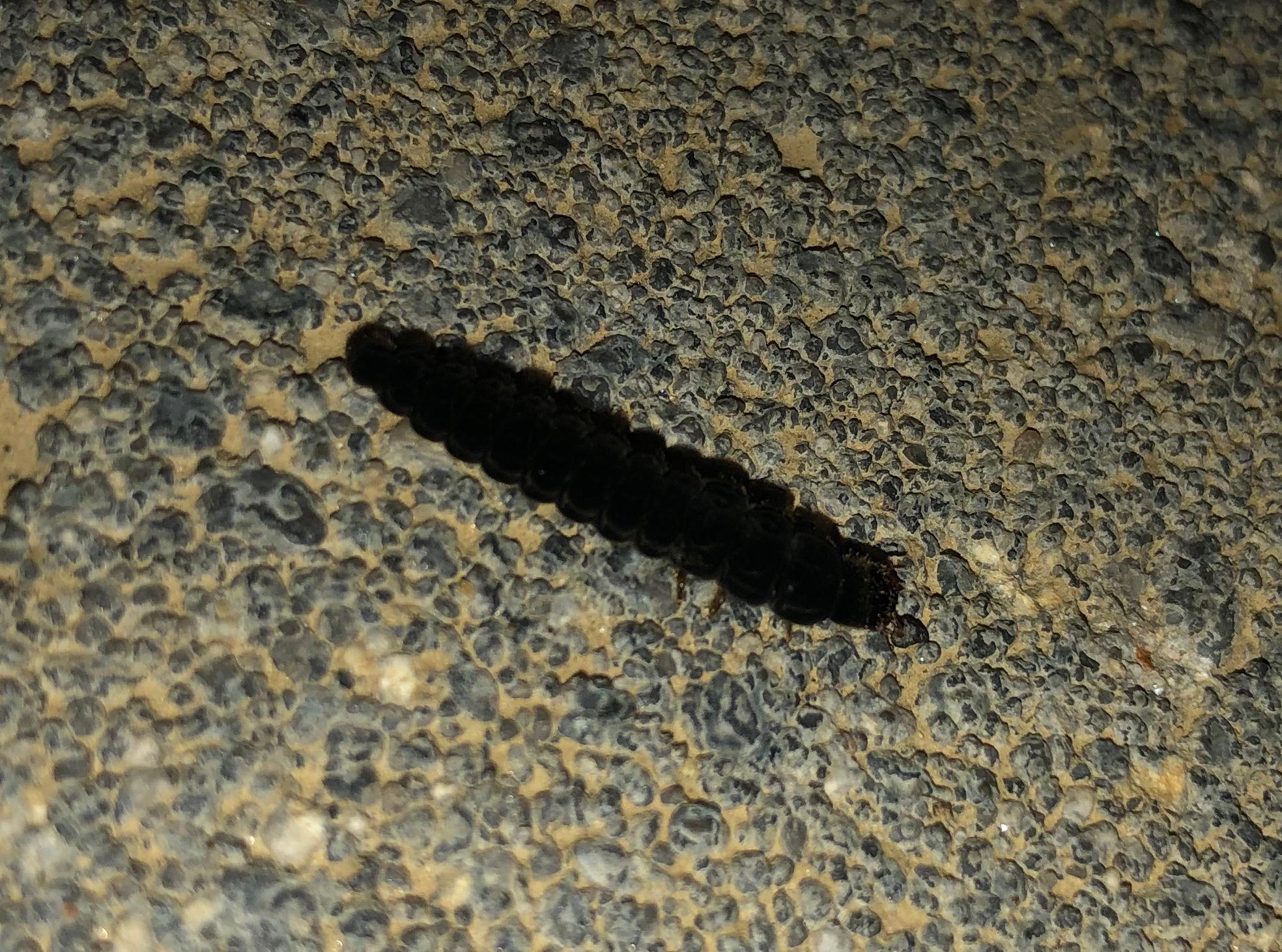 Welche Schwarze Raupe Ist Das Insekten Schmetterling