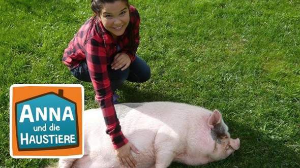 Welche Schweine Art kann man am besten halten? (Tierhaltung, Schwein
