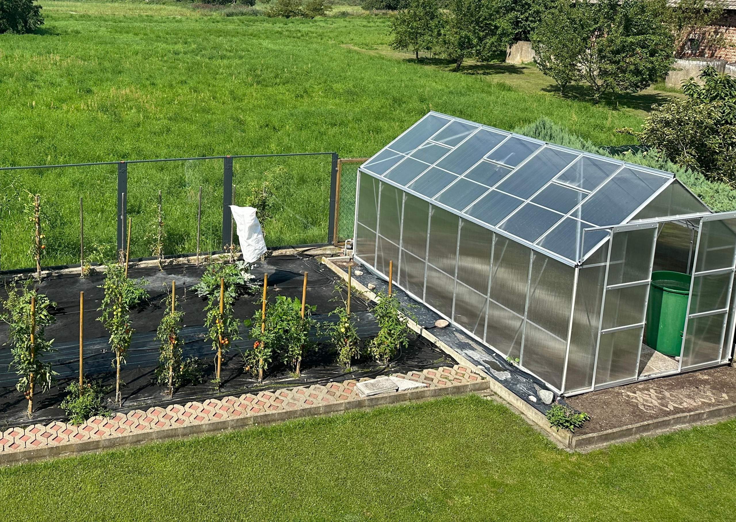 Welche Sorte Cannabis für Gemüsegarten und Gewächshaus? (Pflanzenpflege