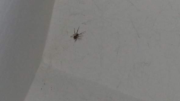 Welche Spinne Is Das Am Meiner Zimmer Decke Spinnen