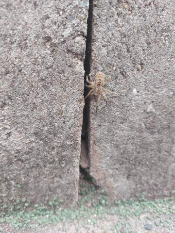 Welche Spinne ist das?