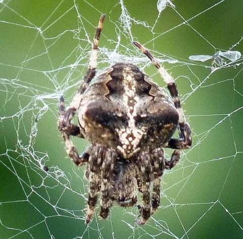 Spinnenbild 1 - (Tiere, Insekten, Spinnen)