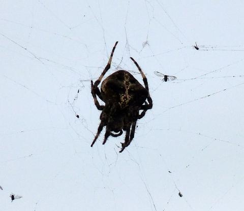 Spinnenbild2 - (Tiere, Insekten, Spinnen)