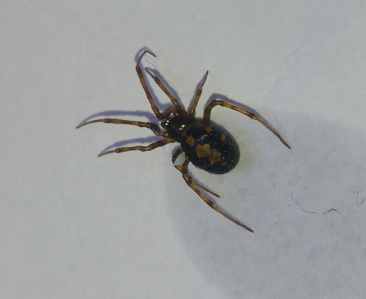 Welche Spinne ist das? Habe die letzten Tage sehr viele davon in meiner Wohnung gefunden. Ist Welche Spinne ist das? Habe die letzten Tage sehr viele davon in meiner Wohnung gefunden. Ist