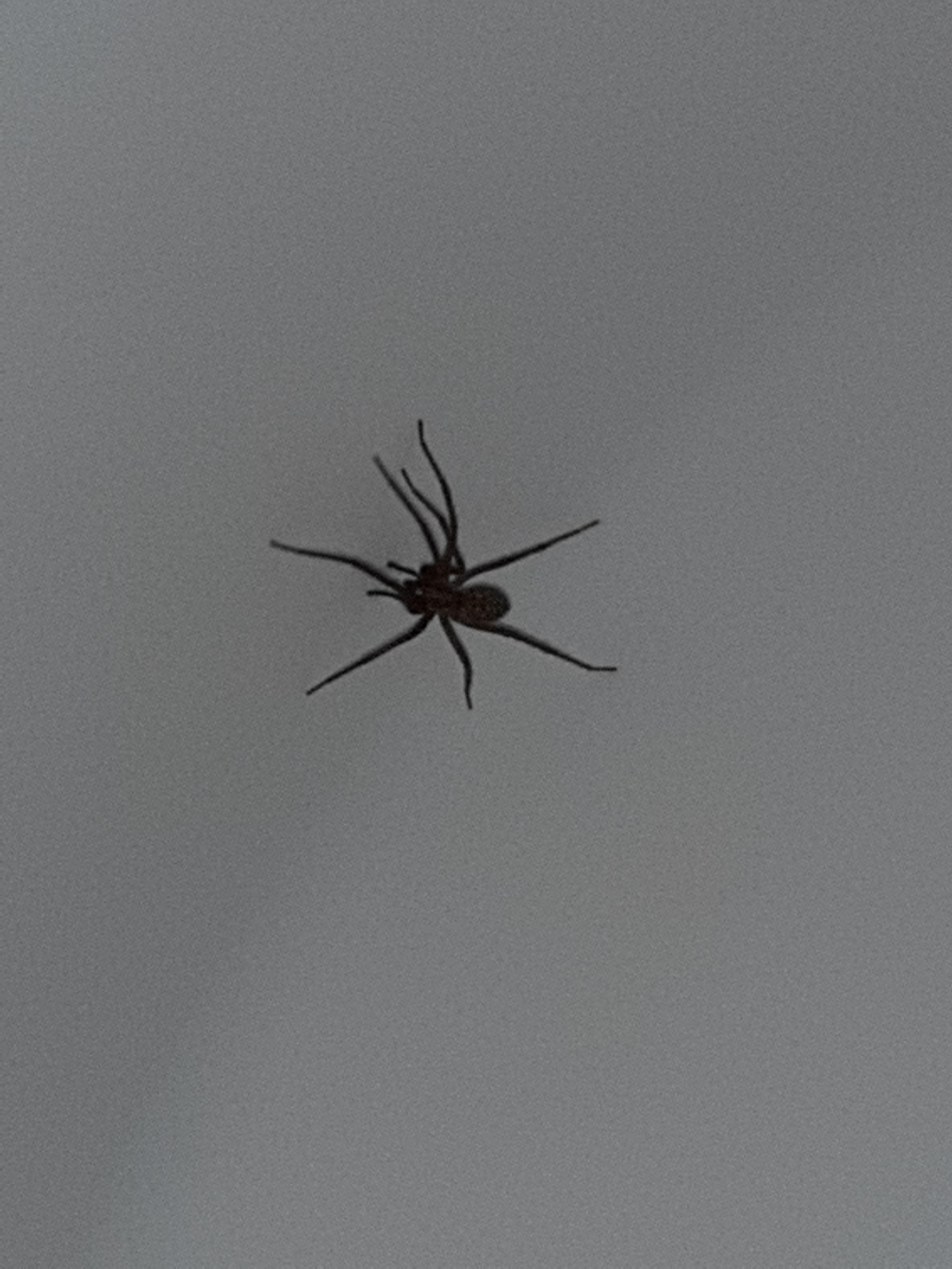 Welche Spinne ist das (Im Haus)? (Tiere, Spinnen)