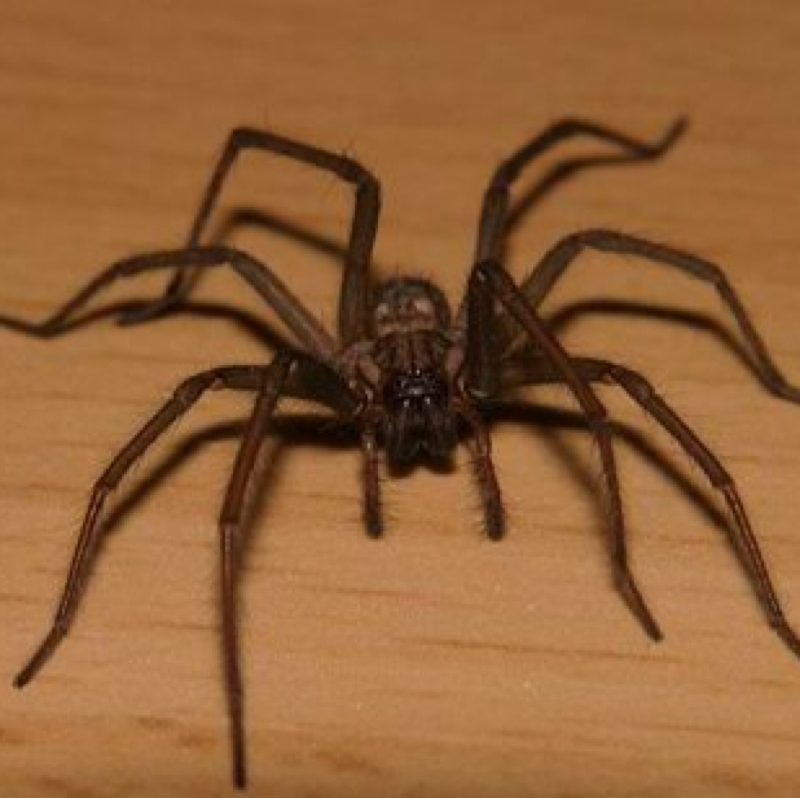 Gefährliche Spinne In Deutschland