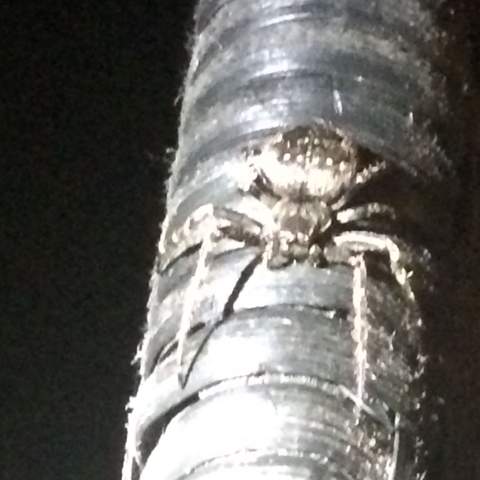 Spinne Bild 1 welche Art von Spinne ? - (Insekten, Art, Spinne)