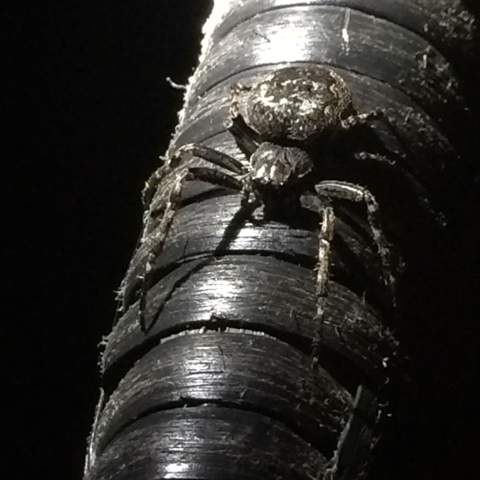 Spinne Bild 2 welche Art von Spinne ? - (Insekten, Art, Spinne)