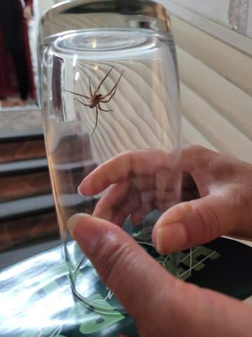 Welche Spinne ist das und ist die gefährlich?