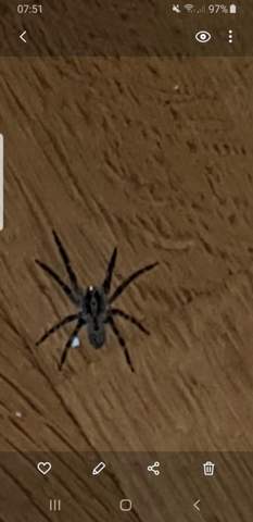 Welche Spinnenart ist das auf dem Bild?