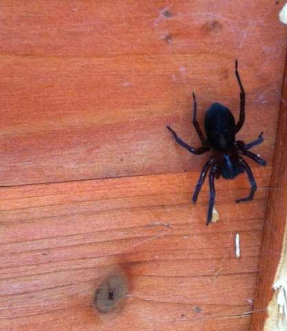 Die Spinne - (Spinnen, spinnenarten)