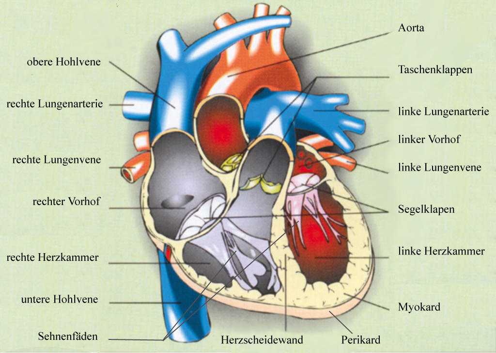 Welche Teile des Herzens sind durch Technik ersetzbar? (Medizin, Technologie, Arzt) Welche Teile des Herzens sind durch Technik ersetzbar? (Medizin, Technologie, Arzt)