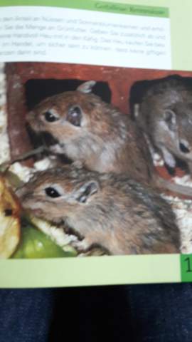 - (Tiere, Maus)