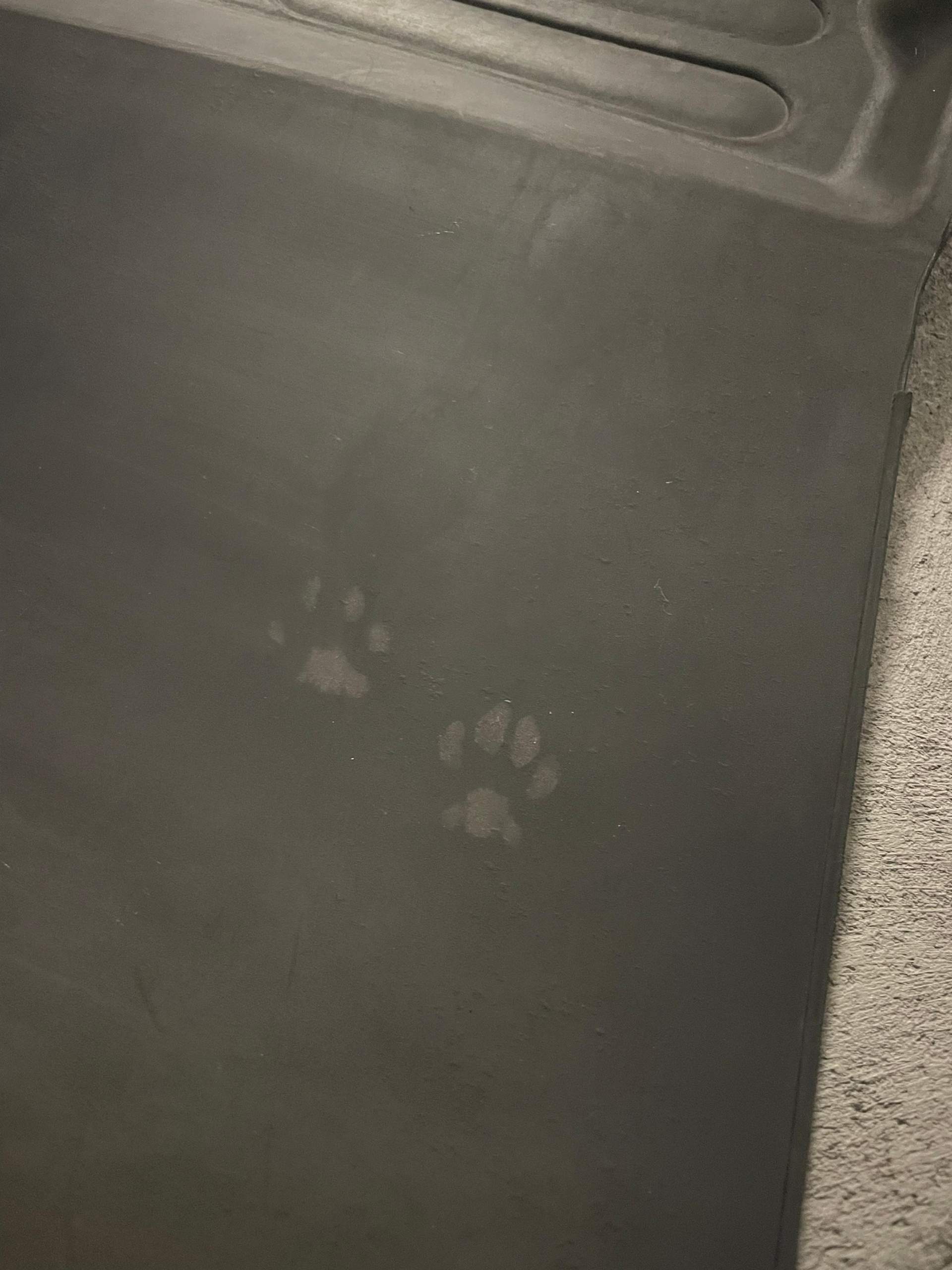 Welche Tierpfoten sind das? (Tiere, Katze, Haustiere)