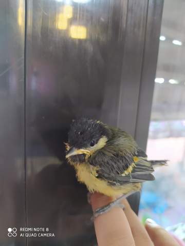 - (Vögel, vogelart)