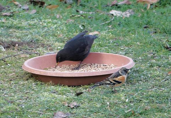 Bild zum Beitrag