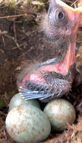 - (Tiere, Vögel)