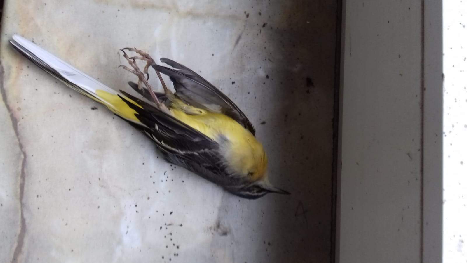 Welche Vogelart ist das? Im Garten (NRW) gefunden? (Tiere, Natur, Vögel)