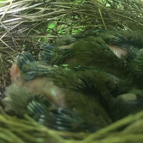 Wie alt sind die Vögeletwa? - (Alter, vogelart)