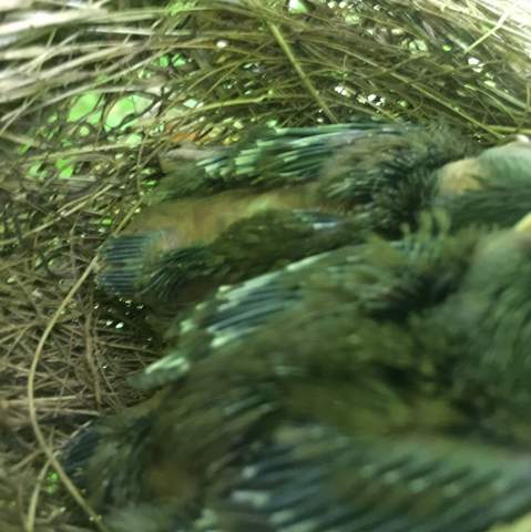 essen die schon ganze insekten? - (Alter, vogelart)