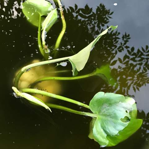Foto  - (Teich, Wasserpflanzen)