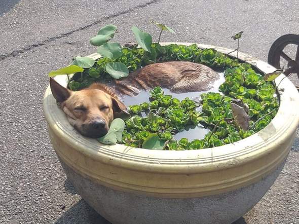 Welche Wasserpflanzen sind nicht schädlich für Hunde?
