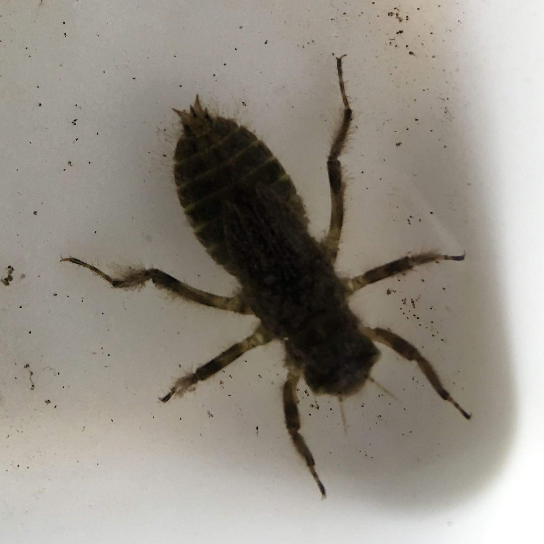 Welche Wasserspinne ist das? (Tiere, Biologie, Natur)