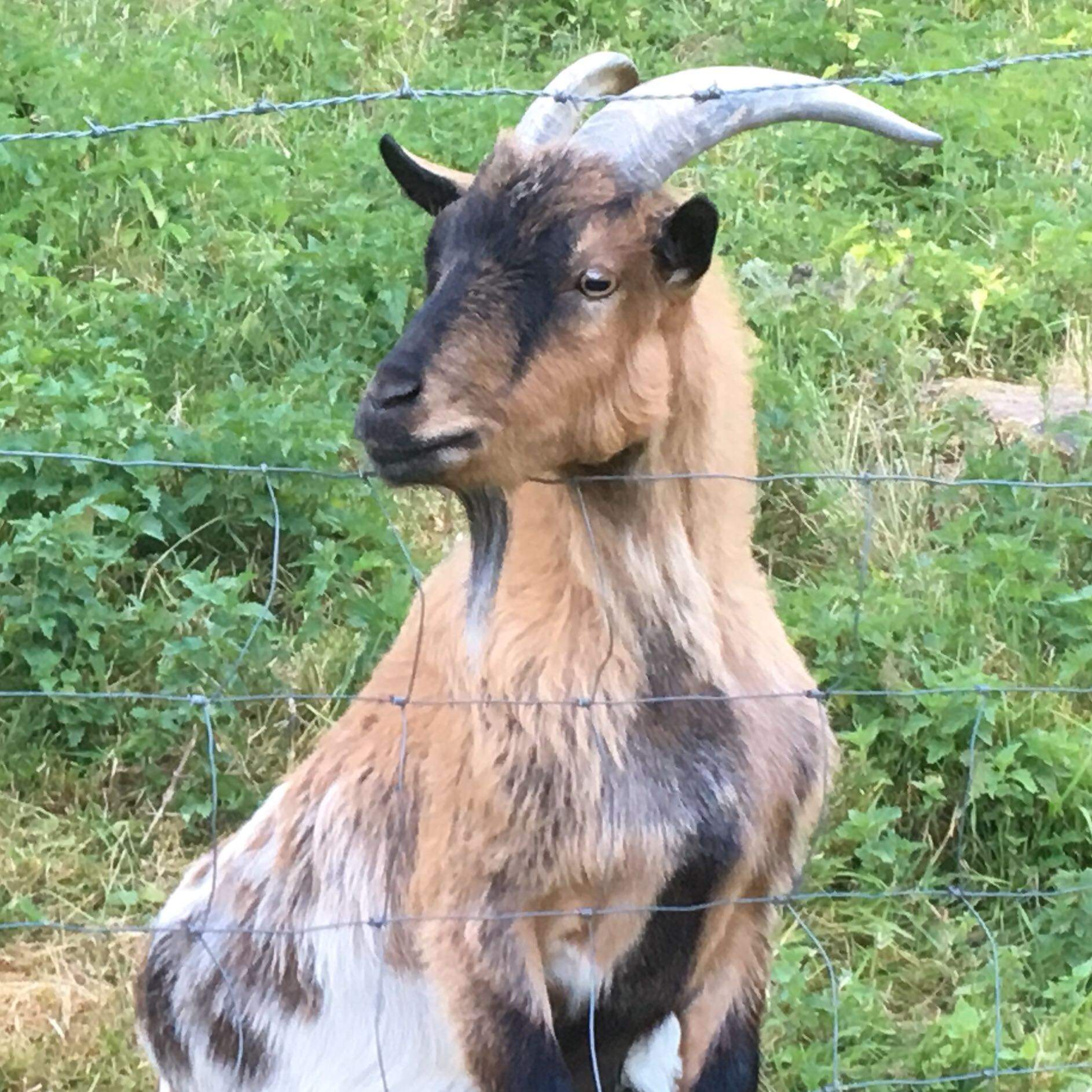 Was Heißt Goat Auf Deutsch